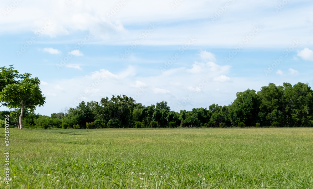 Obraz premium Landscape of grass field and green environment public park with blue sky.