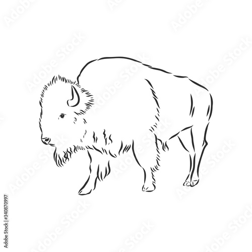 black and white bison vector illustration, bison vector sketch illustration