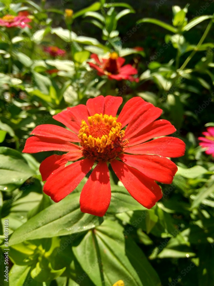 Zinnia elegans (youth and age, common zinnia, elegant zinnia) flower with natural background Zinnia elegans (youth and age, common zinnia, elegant zinnia) flower with natural background