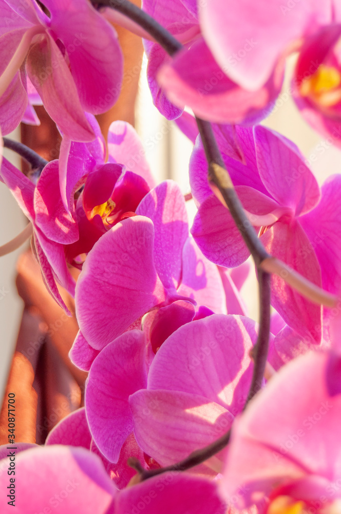 Beautiful purple Orchid flowers on a branch hanging in the sun Beautiful purple Orchid flowers on a branch hanging in the sun