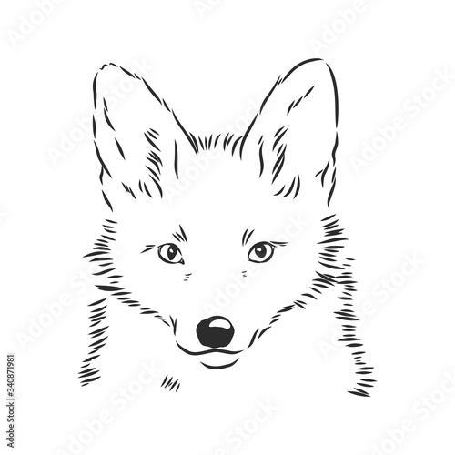 Fox portrait. Hand drawn vector illustration. Can be used separately from your design. portrait of a Fox, Fox head vector sketch illustration