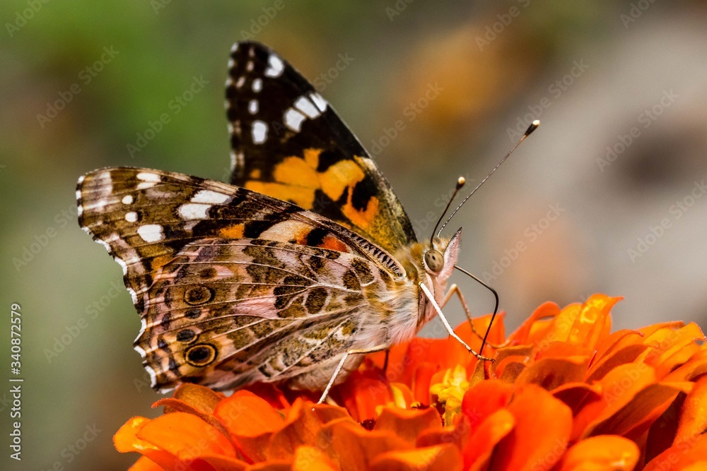 Obraz premium motyl w makro