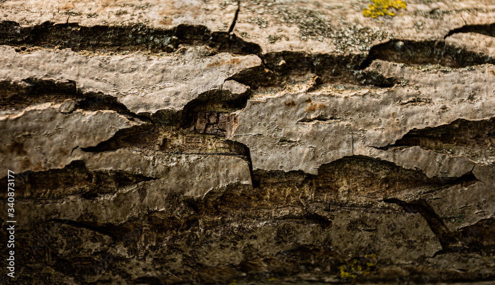 Background of tree bark, texture
