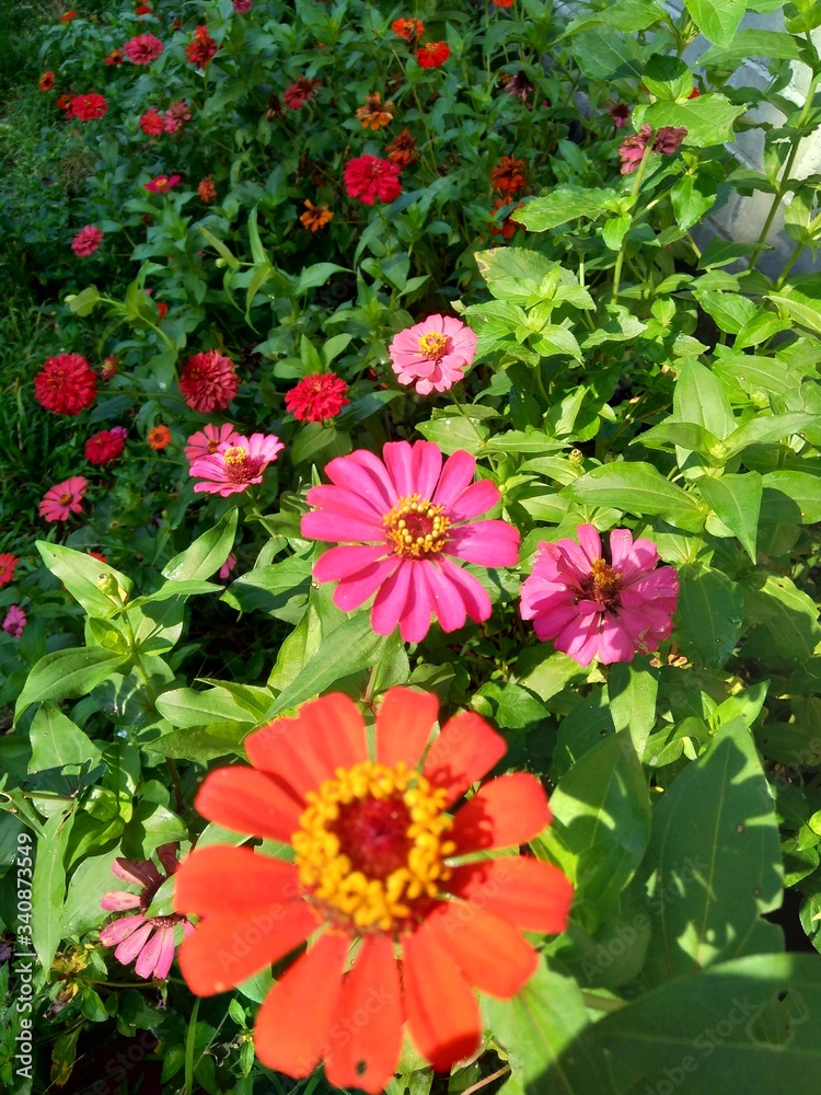 Zinnia elegans (youth and age, common zinnia, elegant zinnia) flower with natural background