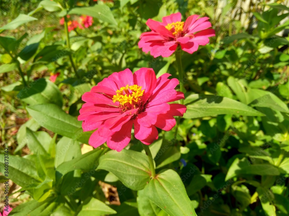 Zinnia elegans (youth and age, common zinnia, elegant zinnia) flower with natural background Zinnia elegans (youth and age, common zinnia, elegant zinnia) flower with natural background
