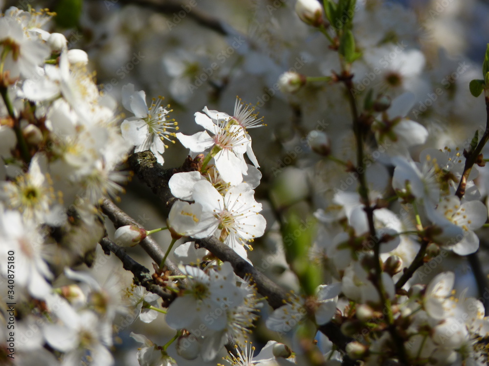 Blossoming flowers of fruit tree domestic plum Prunus sp. in spring garden with blurred background