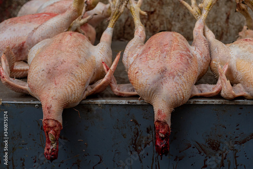 Dead chicken lying on the table for the cooking. The concept of killing animals for food.