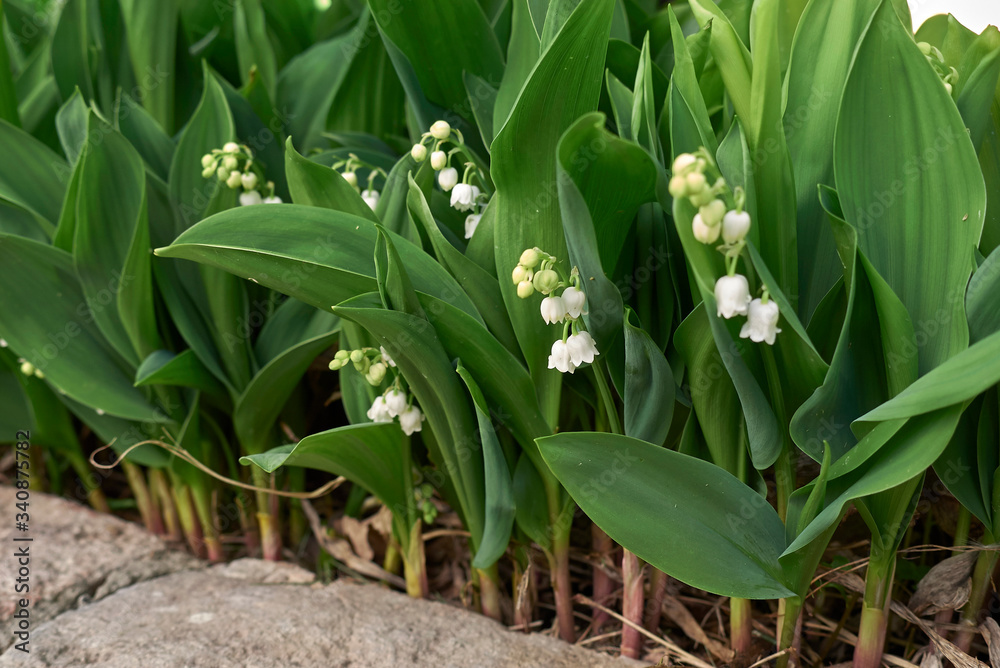 Obraz premium Convallaria majalis