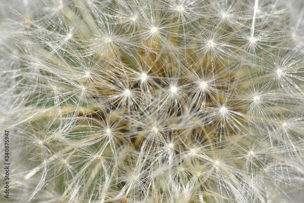 Obraz Dandelion seeds background. Little fluffy white Dandelion in the meadow
