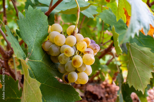 New harvest of famous sweet sherry wine pedro ximenez grape on vineyards in Montilla-Moriles region, Andalusia, Spain, near Montemayor photo