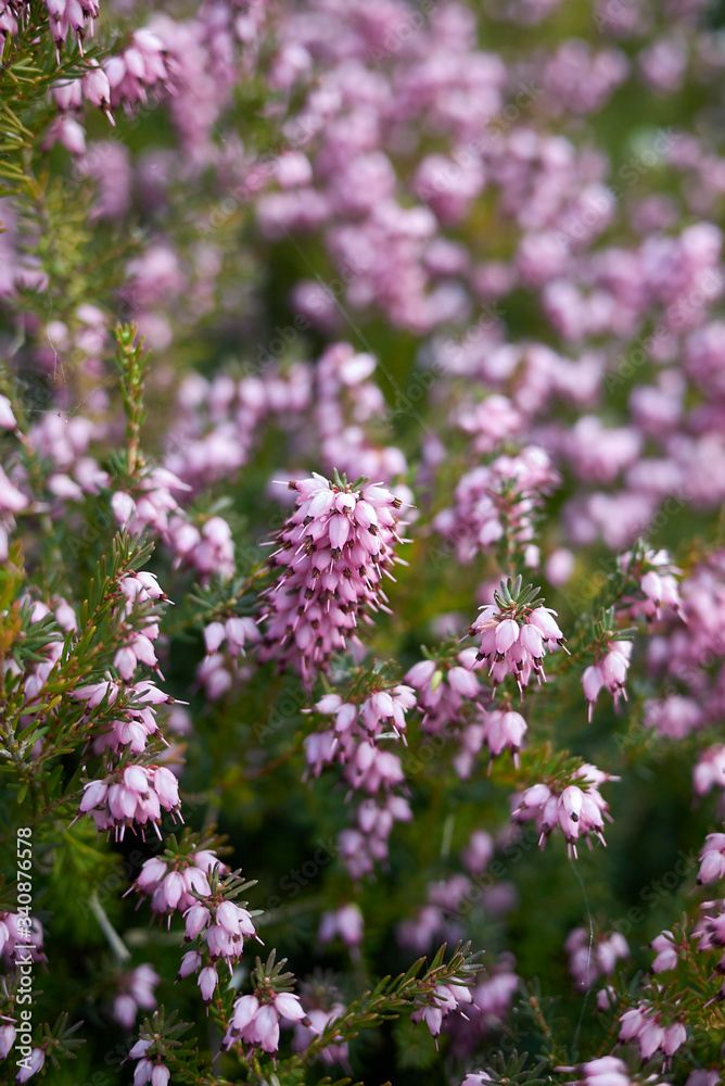 Erica carnea Erica carnea
