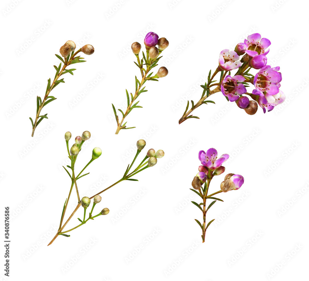 Set of chamelaucium buds and pink flowers isolated on white