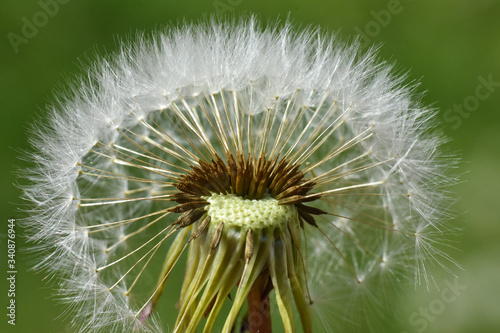 Dandelion seeds background. Little fluffy white Dandelion in the meadow