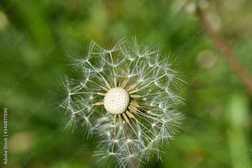 Dandelion seeds background. Little fluffy white Dandelion in the meadow Dandelion seeds background. Little fluffy white Dandelion in the meadow