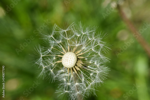Dandelion seeds background. Little fluffy white Dandelion in the meadow