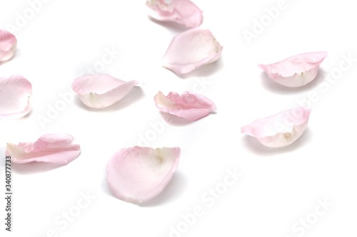 Blurred  a group of sweet pink rose corollas on white isolated with copy space and softy style 