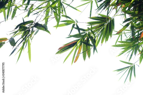 Tropical bamboo leaves on white isolated background for green foliage backdrop and copy space 