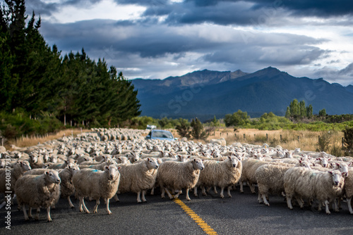Sheep moving, Te Anau, New Zealand