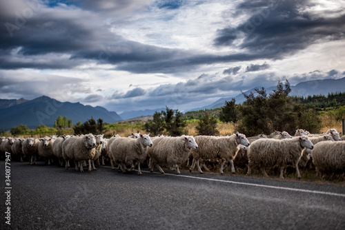 Sheep moving, Te Anau, New Zealand