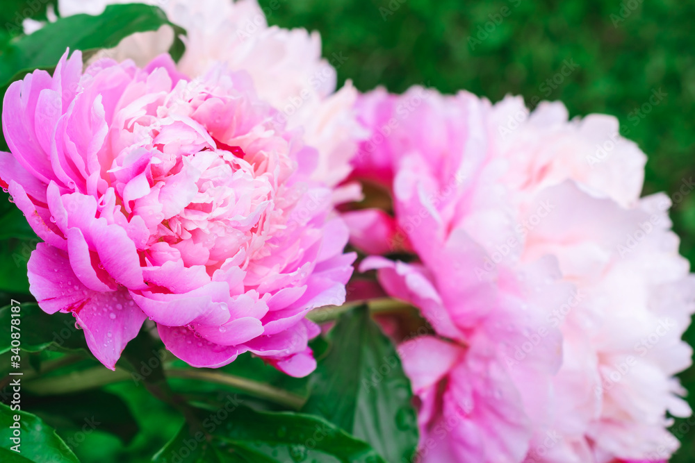 Pink peony with drops of water. Close-up. Floral background. Beautiful pink flower. Pink peony with drops of water. Close-up. Floral background. Beautiful pink flower.