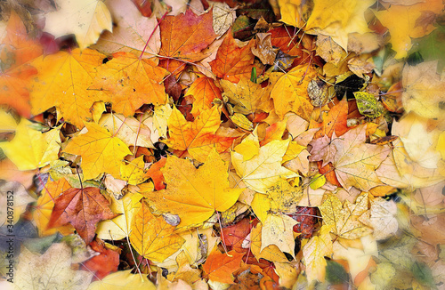 Abstract bright autumn background from fallen leaves