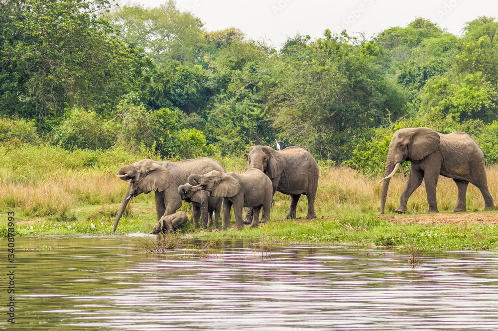 A herd of elephants ( Loxodonta Africana) drinking at the riverbank of the Nile, Murchison Falls National Park, Uganda. A herd of elephants ( Loxodonta Africana) drinking at the riverbank of the Nile, Murchison Falls National Park, Uganda.