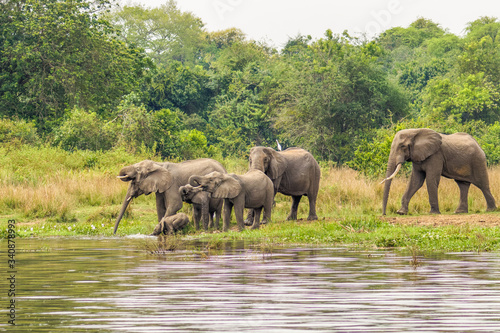 A herd of elephants   Loxodonta Africana  drinking at the riverbank of the Nile  Murchison Falls National Park  Uganda.