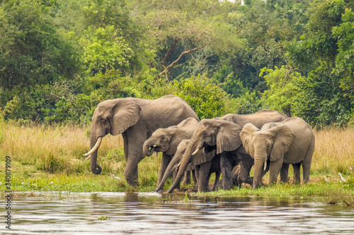 A herd of elephants   Loxodonta Africana  drinking at the riverbank of the Nile  Murchison Falls National Park  Uganda.