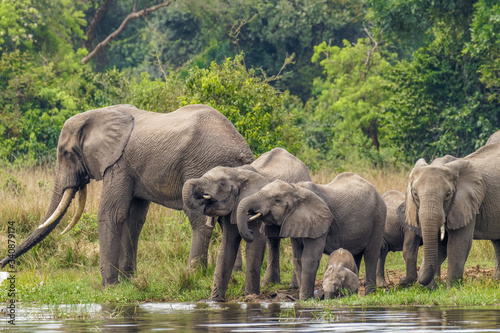 A herd of elephants ( Loxodonta Africana) drinking and a little one playing on the riverbank of the Nile, Murchison Falls National Park, Uganda.