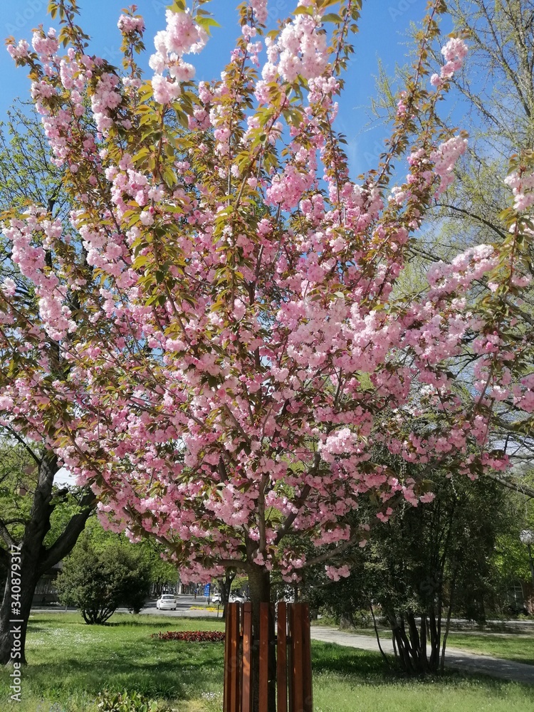 In the time of covid-19 pink japanese cherry tree is blooming in Senta in 2020. 