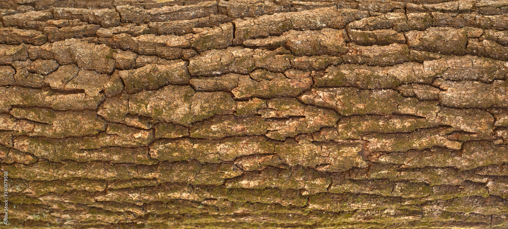 Embossed texture of the bark of oak. Panoramic photo of the oak texture with moss. Embossed texture of the bark of oak. Panoramic photo of the oak texture with moss.
