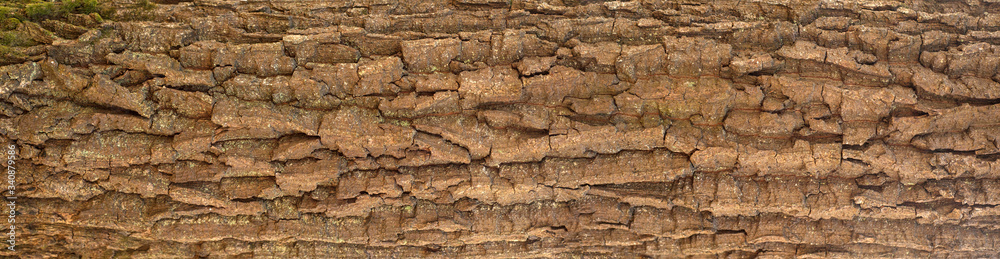 Embossed texture of the bark of oak. Panoramic photo of the oak texture with moss. Embossed texture of the bark of oak. Panoramic photo of the oak texture with moss.