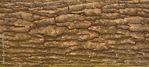 Embossed texture of the bark of oak. Panoramic photo of the oak texture with moss.