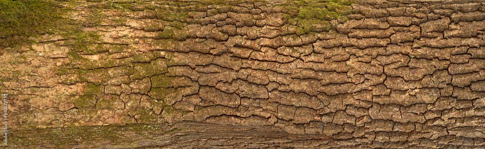 Embossed texture of the bark of oak. Panoramic photo of the oak texture with moss. Embossed texture of the bark of oak. Panoramic photo of the oak texture with moss.