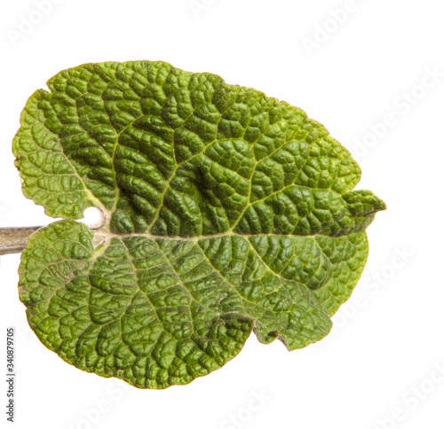 green leaves of burdock on a white background