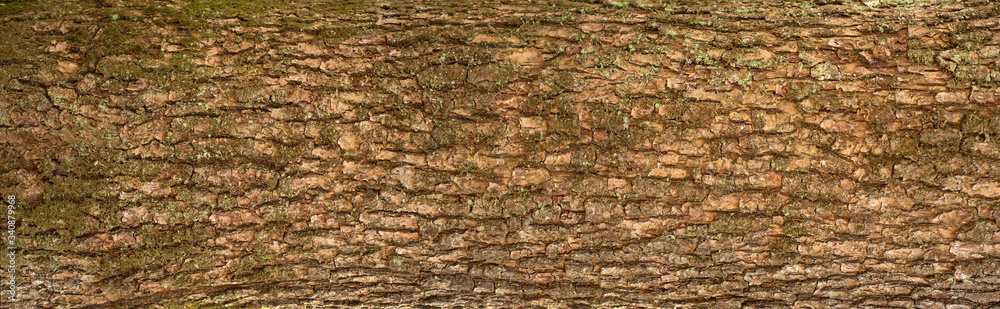 Embossed texture of the bark of oak. Panoramic photo of the oak texture with moss.