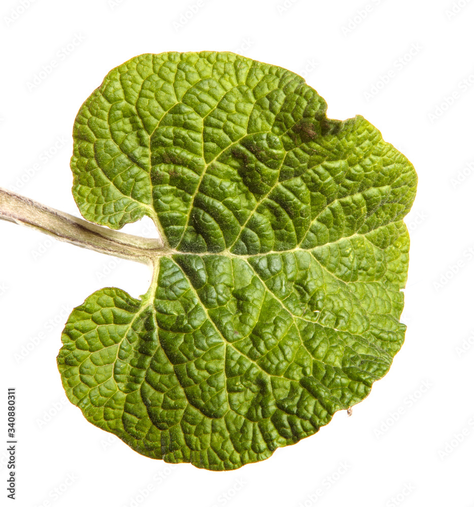 Fototapeta premium green leaves of burdock on a white background