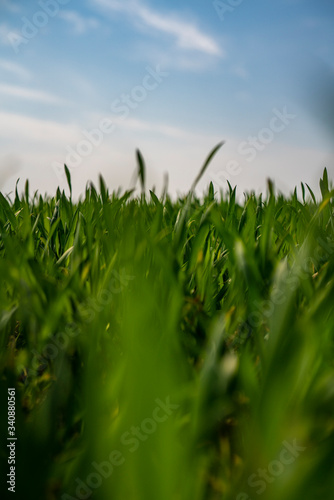 looking through the green grass makro