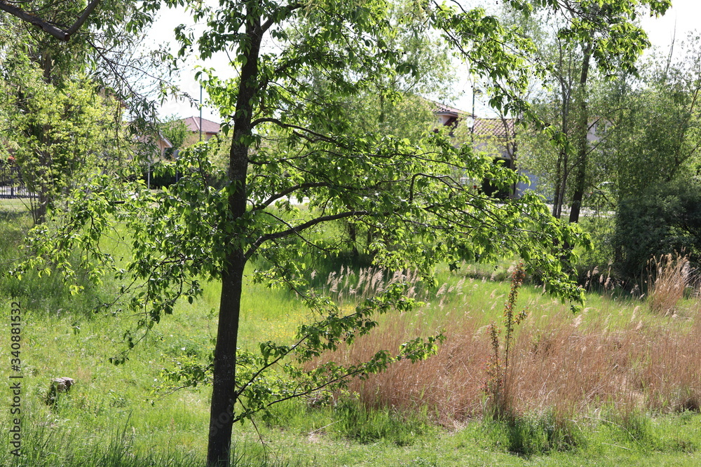 Le parc Bourlione à Corbas, grand espace vert - Ville de Corbas - Département du Rhône - France Le parc Bourlione à Corbas, grand espace vert - Ville de Corbas - Département du Rhône - France