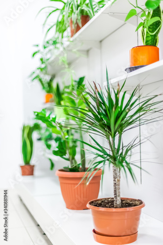 Green plants home decoration on white background