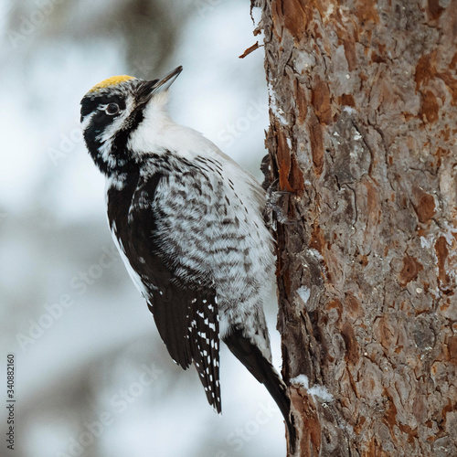 Three-toed Woodpecker bird on a tree in Oulanka National Park, Finland photo