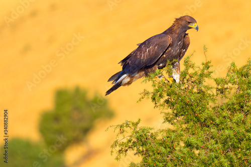 Golden Eagle, Aquila chrysaetos, Águila Real, Forest Pond, Castilla y León, Spain, Europe photo