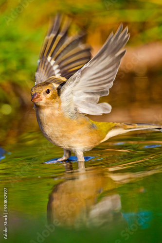 Chaffinch, Fringilla coelebs, Pinzón Vulgar, Forest Pond, Castilla y León, Spain, Europe photo