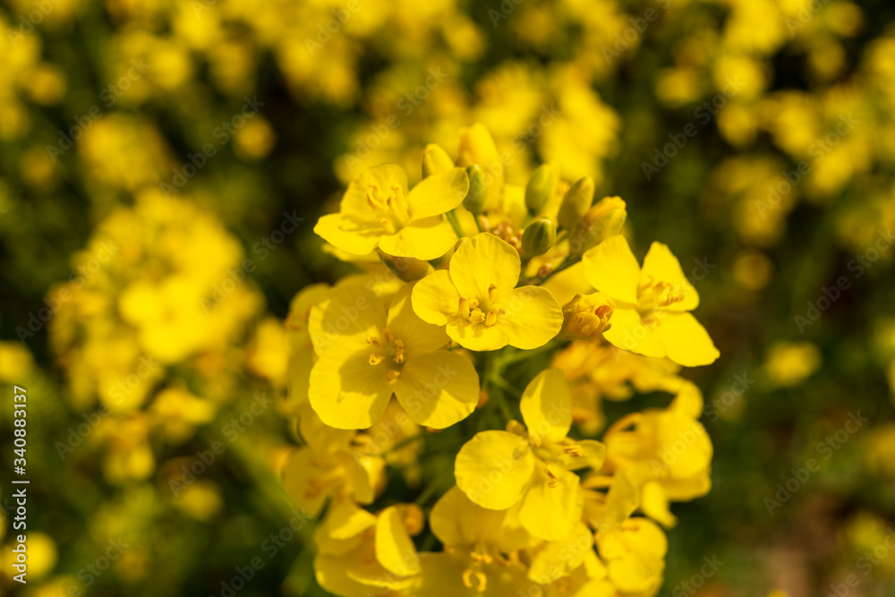 beautiful yellow rapeseed organic field in spring agriculture flowers close macro beautiful yellow rapeseed organic field in spring agriculture flowers close macro