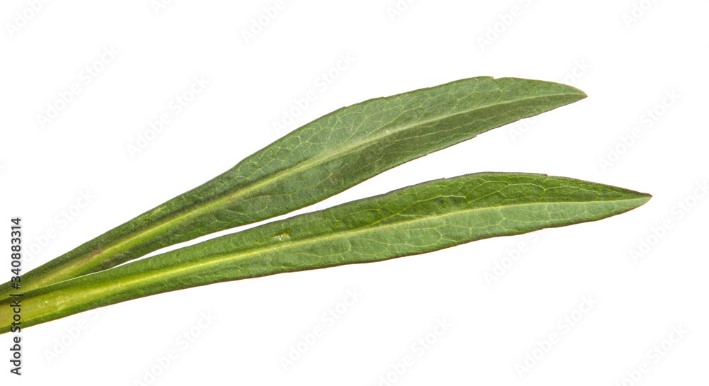 young sprouts of a new belgian aster. green leaves on a white background young sprouts of a new belgian aster. green leaves on a white background