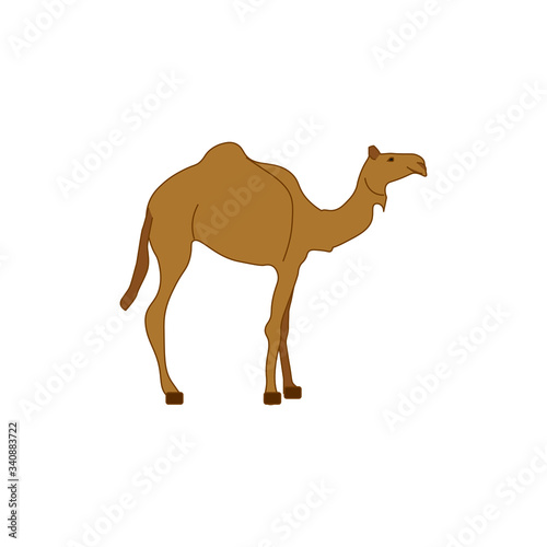 dromedary animal, illustration for web and mobile design.