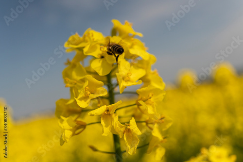 honey bee flies and lands on rapeseed in spring