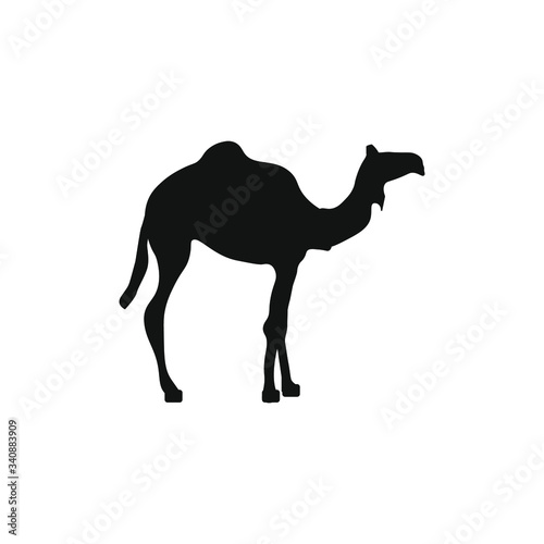 dromedary animal, illustration for web and mobile design.