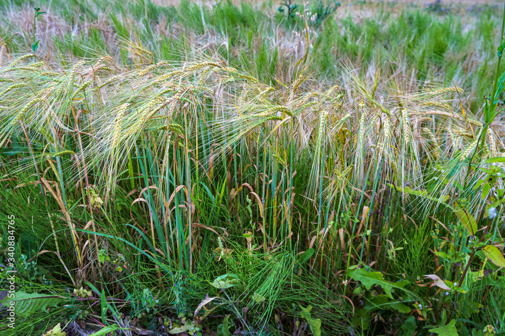 Fototapeta premium the field is sown with rye, ripe ears of rye