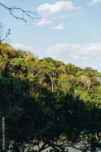 Burleigh Heads Trees on headland